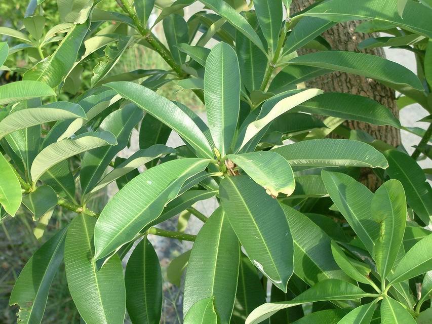 黑板樹 葉，開新視窗
